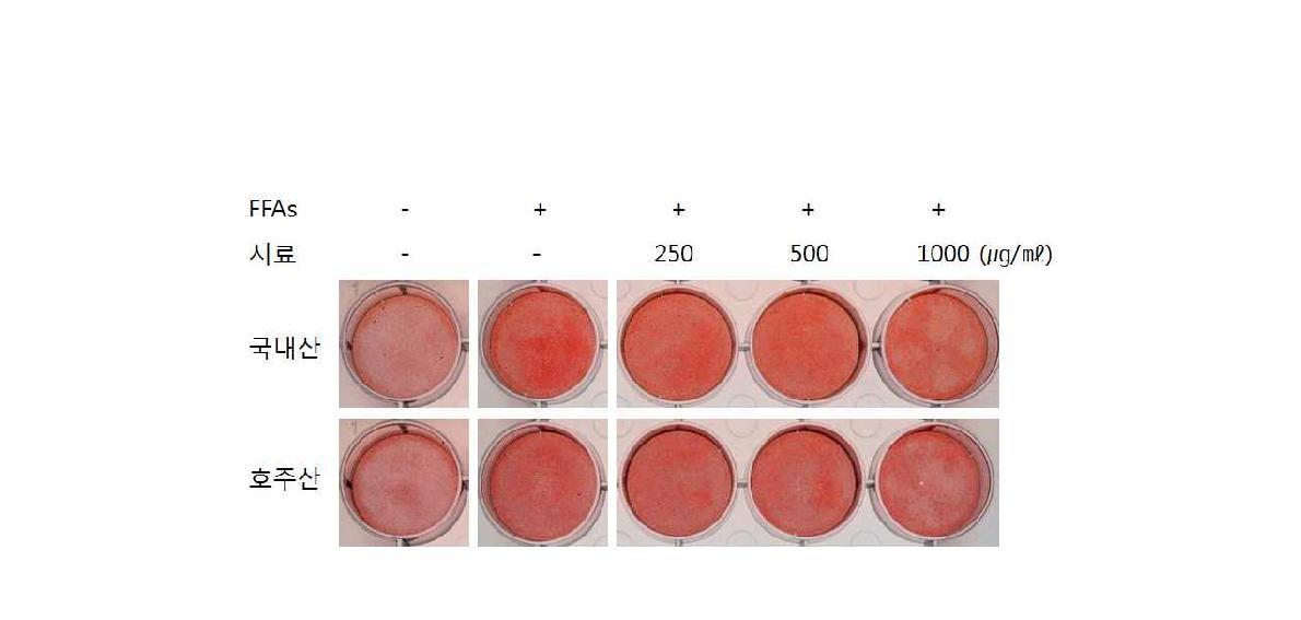 HepG2세포에서 말분 추출물의 Oil-Red-O 염색결과