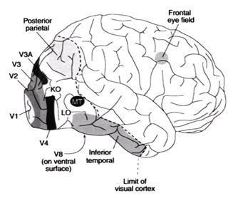뇌의 해부학적 구조에서 V4 영역은 색채인지와 관련이 있다고 밝혀진 바있다