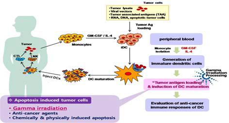 수지상세포를 이용한 항암면역치료요법의 단계적 모식도