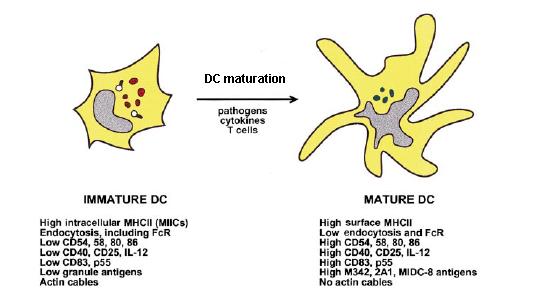 미성숙 수지상세포와 성숙한 수지상세포의 특성 비교 Nature (1998) vol.392, 245-252