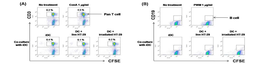 방사선 조사 HT-29로 자극한 수지상세포에 의한 (A) T 림프구 및 (B) B 림프구 증식 양상 연구