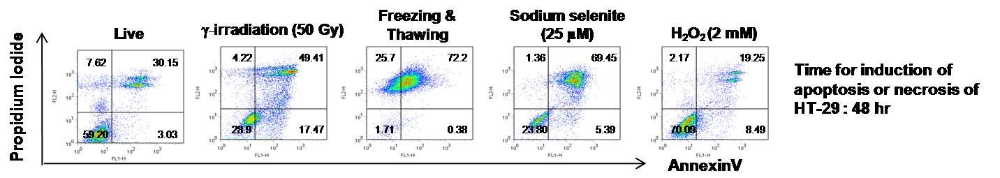 방사선 조사 및 각종 인간 대장암세포주 HT-29의 사멸양상을 PI 및 AnnexinV의 염색을 통해 분석함.
