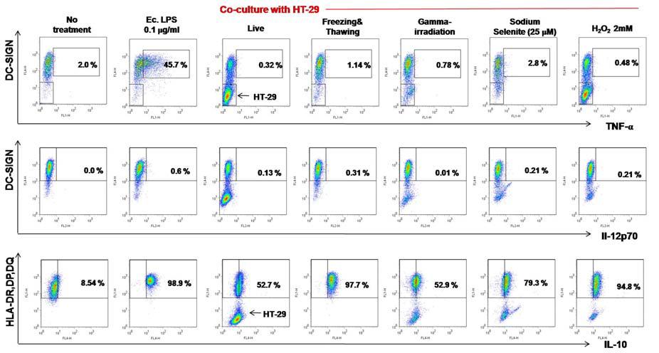 방사선 조사를 비롯한 항암제 및 물리화학적 처리하여 세포사멸을 유도한 HT-29에 대한 수지상세 포의 염증성/항염증성(TNF-α, IL-12p70 / IL-10)싸이토카인 발현 양상 연구