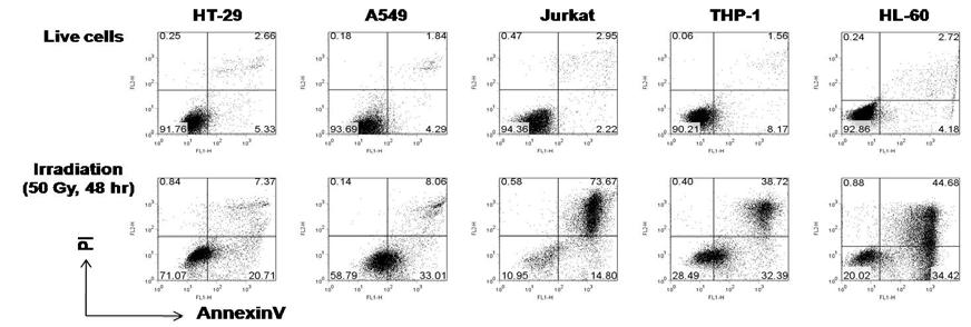 방사선 조사 후 암세포별 PI-AnnexinV 염색을 통한 세포사멸 양상 분석