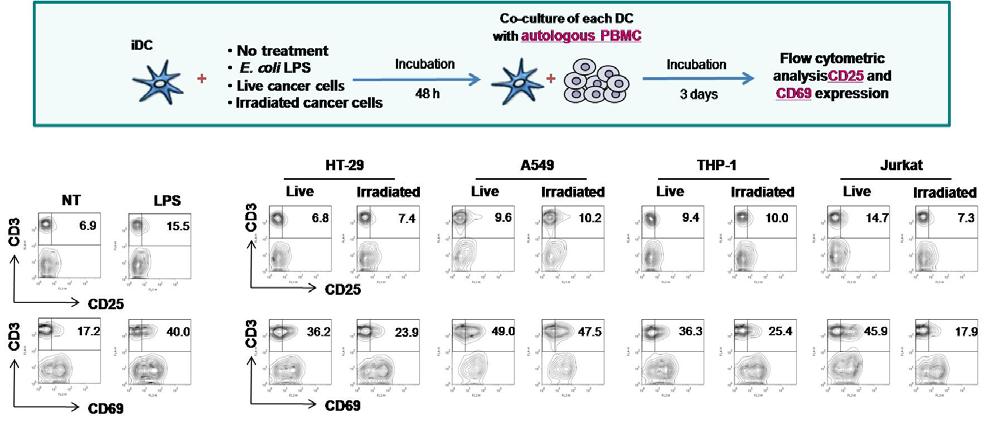 방사선을 조사한 암세포로 자극한 수지상세포의 자가유래 T 림프구 활성화 양상 연구