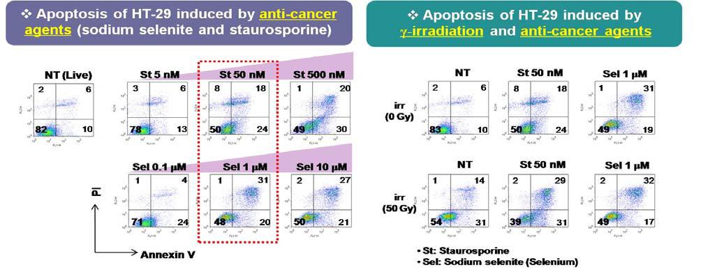 항암제 및 방사선 또는 이들을 병용처리 후 PI-AnnexinV 염색을 통한 HT-29의 세포사멸 양상 분석(St: Staurosporin, Sel: Sodium selenite)