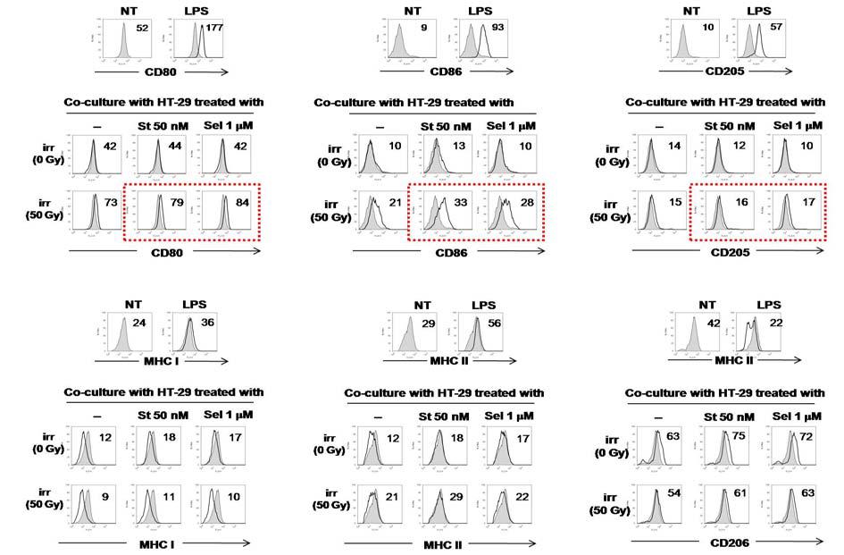 항암제 및 방사선 또는 이들을 병용 처리하여 세포사멸을 유도한 HT-29에 대한 수지상세포의 동시자극분자(CD80, CD86), 주조직적합복합체(MHC I, MHC II) 그리고 항원탐식관련 수용체(CD205, CD206)의 발현 변화 양상 규명(St: Staurosporin, Sel: Sodium selenite)