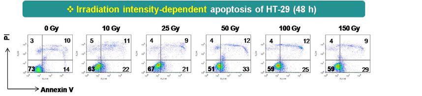 다양한 방사선량을 조사 후 PI-AnnexinV 염색을 통한 HT-29의 세포사멸 양상 분석