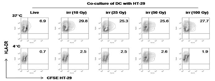 다양한 방사선량에 노출시킨 HT-29에 대한 수지상세포의 암세포 항원 탐식능 분석: HLA-DR (MHC II)는 수지상세포 특이적인 표면마커임.