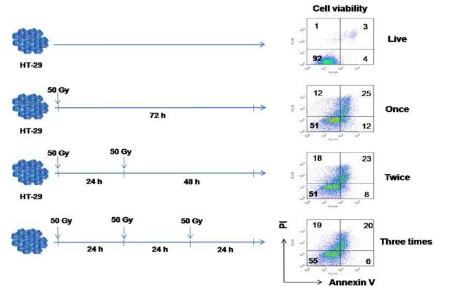 방사선 노출횟수 및 간격을 달리하여 HT-29에 감마선을 조 사한 후 PI-AnnexinV 염색을 통하여 세포사멸 양상 분석