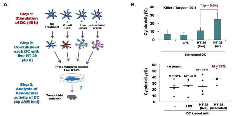 방사선을 조사한 HT-29로 감작시킨 수지상세포에 의한 HT-29 사멸능력 평가: (A) 실험과정의 모식도, (B) 방사선을 조사한 HT-29로 자극한 수지상세포의 HT-29 사멸 능력을 JAM test를 이용하여 평가함