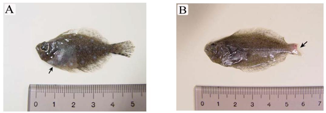 External features of flounder of 5 cm group fish infected with P. dicentrarchi after experimental infection, (A) skin tissue lesion, (B) caudal fin tissue lesion (arrow).