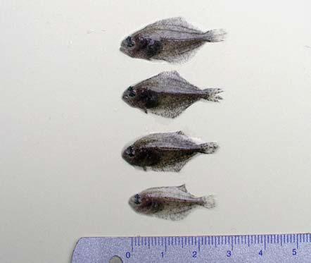 External features of the 3 cm group fish infected with P. dicentrarchi after experimental infection