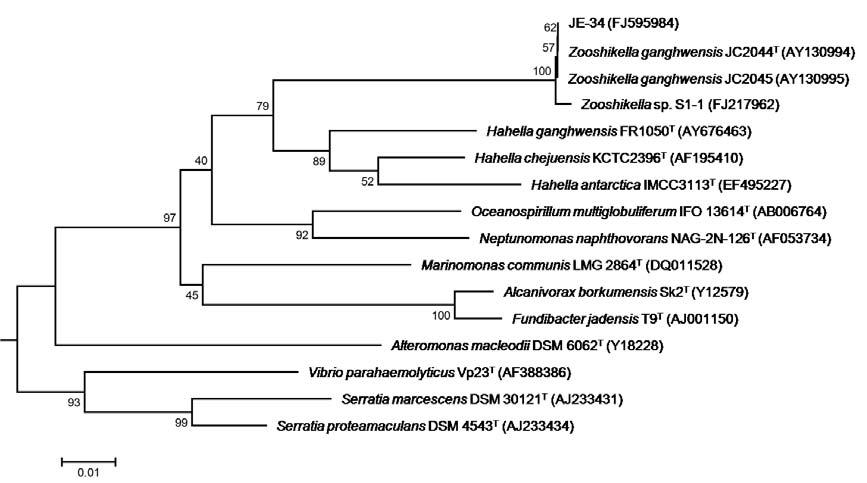 Neighbour-joining tree based on complete 16S rDNA sequences, showing relationships between strain JE-34 and member of the γ-Proteobacteria.