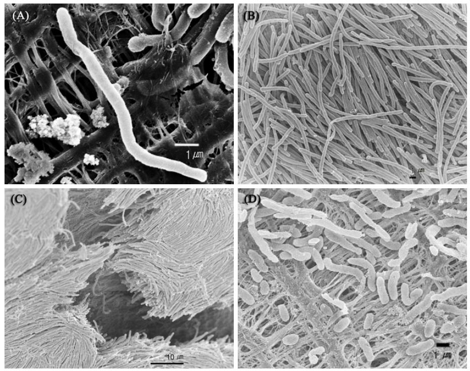 Scanning electron micrograph of Strain JE-34 (A, B, C) and Zooshikella ganghwensis KCTC 12044T (D). Cells were grown on MA at 30℃ for 12~48h.