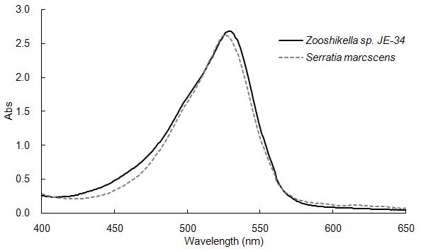 UV spectrum of red pigments isolated from Zooshikella sp. JE-34 and Serratia marcscens.