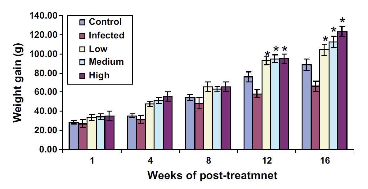 Percent weight gain of olive flounder (mean ± SE, n = 6) control and infected after feeding with low (3.4 × 104), medium (3.5 × 106), and high (3.4 × 108) cfu/ml of Zooshikella supplemented diets at chosen weeks.