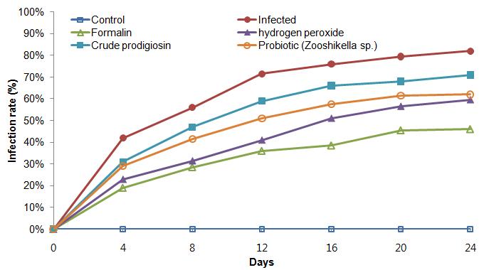 Infection rate of scuticociliates, P. dicentrarchi of the chemotheraputants (formalin, hydrogen peroxide), crude prodigiosin treated and Zooshikella sp. supplemented diets olive flounder.