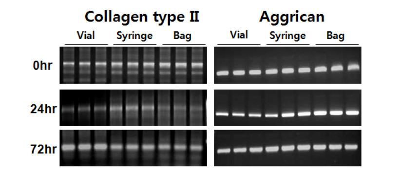 인체유래 연골세포 최종제품의 type II collagen 및 aggrican 발현 분석