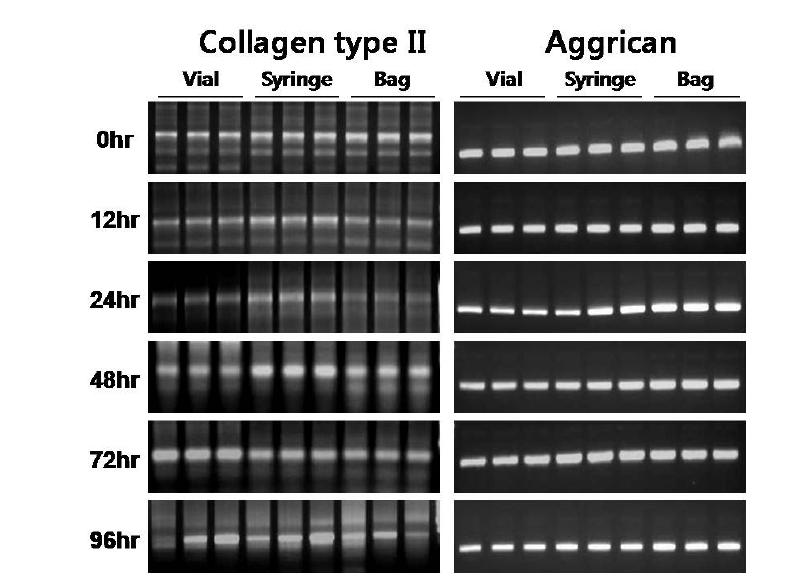 인체유래 연골세포 최종제품의 type II collagen 및 aggrican 발현 분석