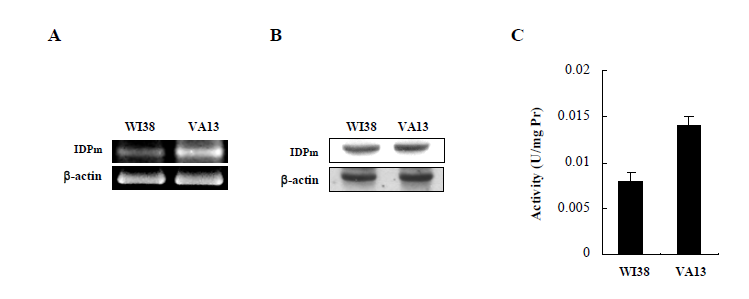 Activity and expression of IDPm in WI38 and VA13 cells.