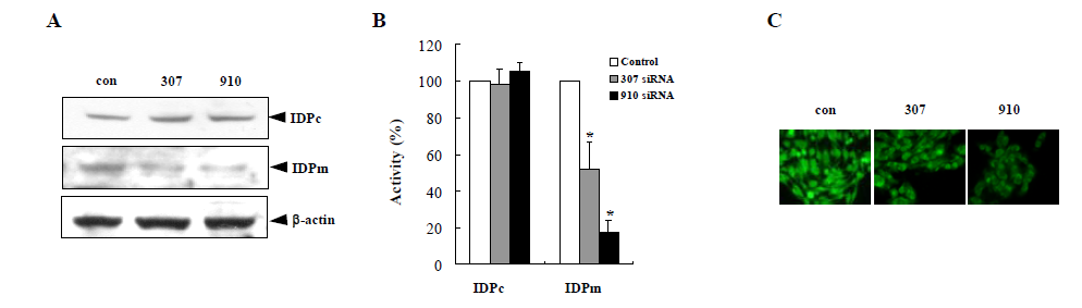 Knockdown of IDPm by siRNA in HeLa cells