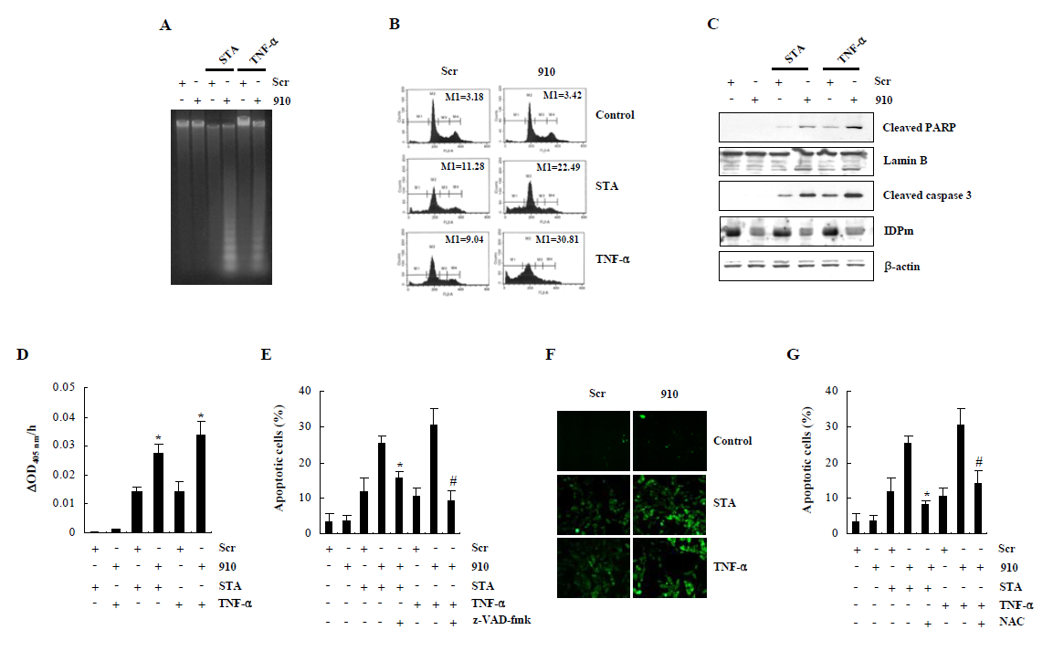 Staurosporine- or TNF-α-induced apoptosis in IDPm siRNA transfectant HeLa cells.