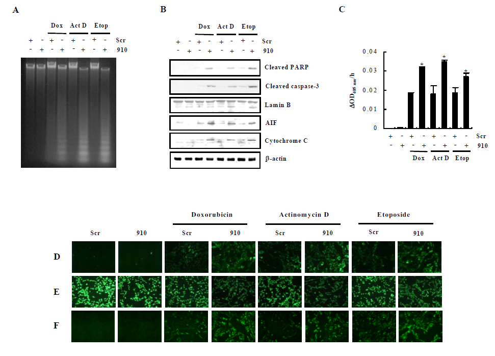 Anticancer drug-induced apoptosis in IDPm siRNA-transfected HeLa cells.