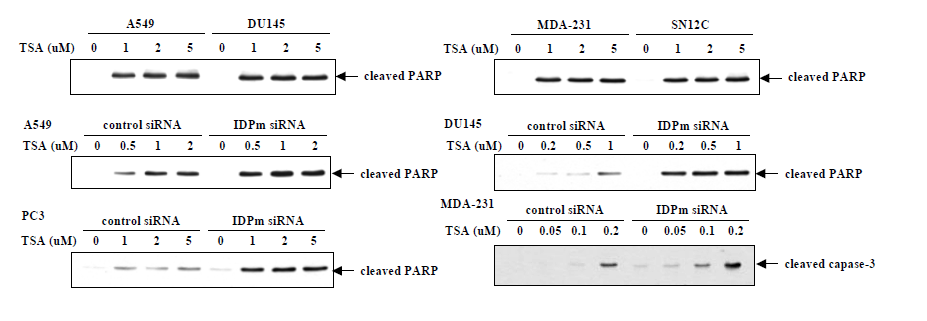 Effect of IDPm siRNA on histone deacetylase inhibitor-induced apoptosis in various cancel cell lines.