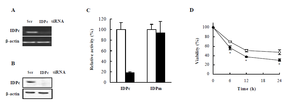 Knockdown of IDPc by siRNA in HeLa cells.