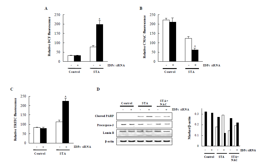 Staurosporine-induced apoptosis in IDPc siRNA transfectant HeLa cells.
