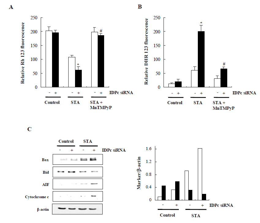 Effects of IDPc siRNA on mitochondrial dysfunction and mitochondrial redox status of HeLa transfectant cells exposed to staurosporine.