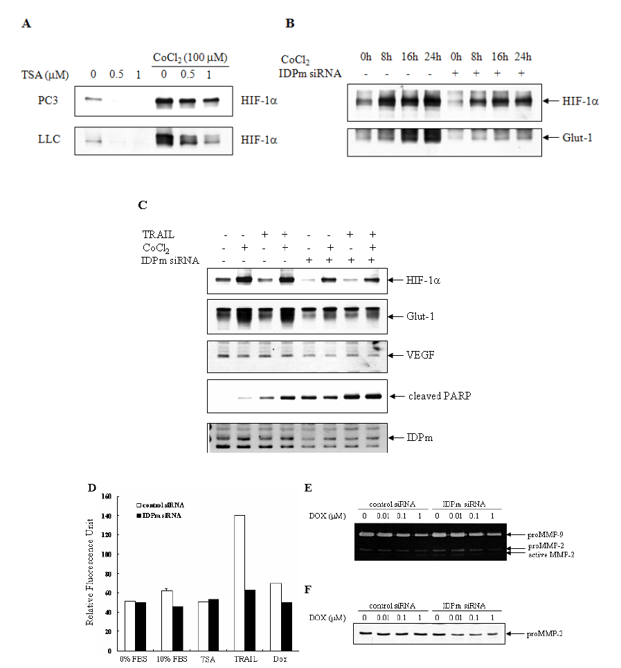 (A) Expression of HIF-1α in cancer cells. PC3 and LLC cells were pre-treated with trichostatin A (TSA) and then exposed to CoCl2 followed by detection of HIF-1α and actin by Western analysis. (B) Expression of HIF-1α in cancer cells transfected with IDPm siRNA exposed to CoCl2 followed by detection of HIF-1α, GLUT-1 and actin by Western analysis. (C) Effect of TRAIL on expression of HIF-1α and its target proteins in cancer cells transfected with IDPm siRNA. Transfected cancer cells were exposed to CoCl2 and modulation of HIF-1α and its target proteins levels were determined. (D) Invasion assay of cancer cells transfected with IDPm siRNA exposed to anticancer drugs. (E) Gelatin zymogram assay was done on the cells transfected with IDPm siRNA to analyze gelatinolytic activities of secreted MMP-2 and MMP-9. (F) Western blot analysis of MMP-2 in cancer cells transfected with IDPm siRNA under exposure to doxorubicin.