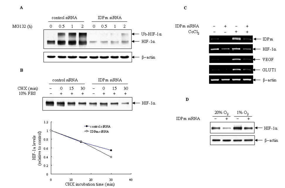 (A) Effect of IDPm siRNA on the ubiquitination of HIF-1α. β-Actin was run as an internal control. (B) Effect of IDPm siRNA on the stability of HIF-1α. (C) Effect of IDPm siRNA on the mRNA levels of HIF-1α, VEGF and GLUT-1. β-Actin was run as an internal control. (D) Effect of IDPm siRNA on the expression of HIF-1α under exposure to normoxia and hypoxia. β-Actin was run as an internal control.