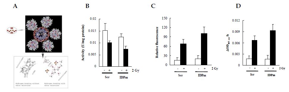 (A) Administration of siRNA with Atellocollagen. (B) Activity of IDPm in the lungs of the control and the IDPm siRNA-administered mice. (C) DCF fluorescence of the lungs from the control and the IDPm siRNA-administered mice. (D Activation of caspase-3 in the lung extract from the control and the IDPm siRNA-administered mice. Each value represents the mean + S.D. from eight independent experiments.