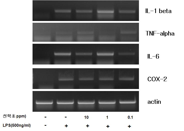 RT-PCR in mouse Raw264.7 Macrophage Cells.