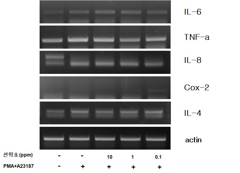 RT-PCR in HMC-1 (human mast cell)