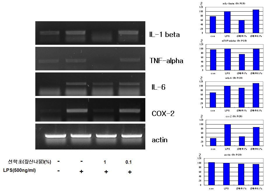 RT-PCR in mouse Raw264.7 Macrophage Cells.