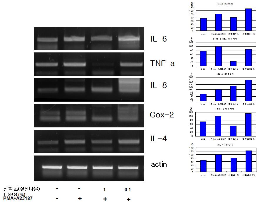 RT-PCR in HMC-1 (human mast cell)