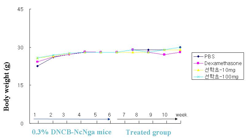 선학초를 투여한 NcNga mice의 몸무게 측정