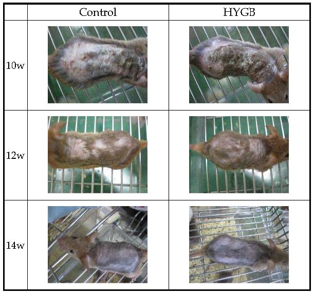 Comparison of skin manifestation in NC/Nga mice between control and HYGB.