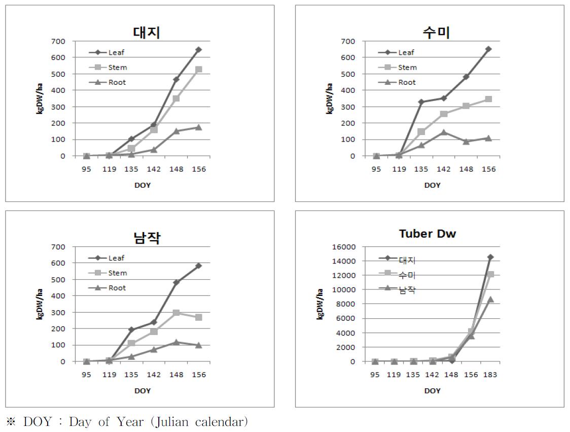 봄재배시 각 품종의 부위별 건물중 변화 및 괴경 발달