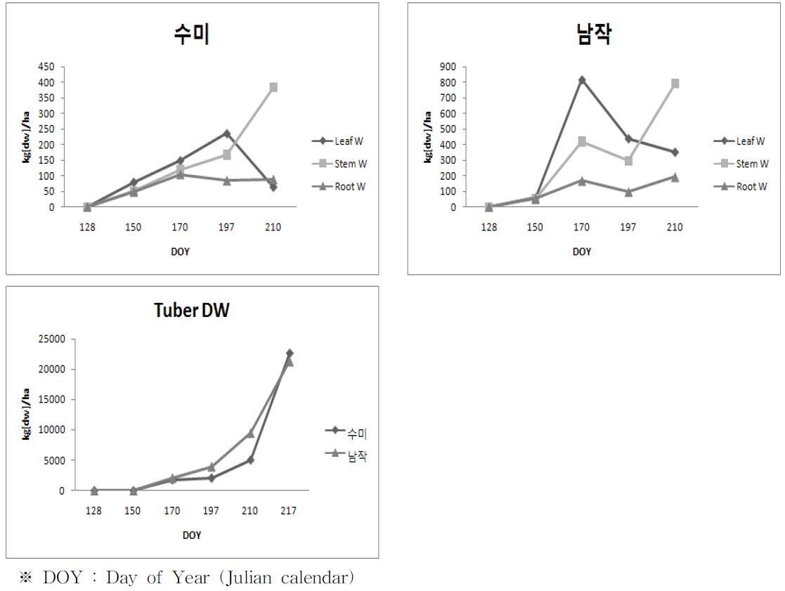 여름재배시 각 품종의 부위별 건물중 변화 및 괴경 발달