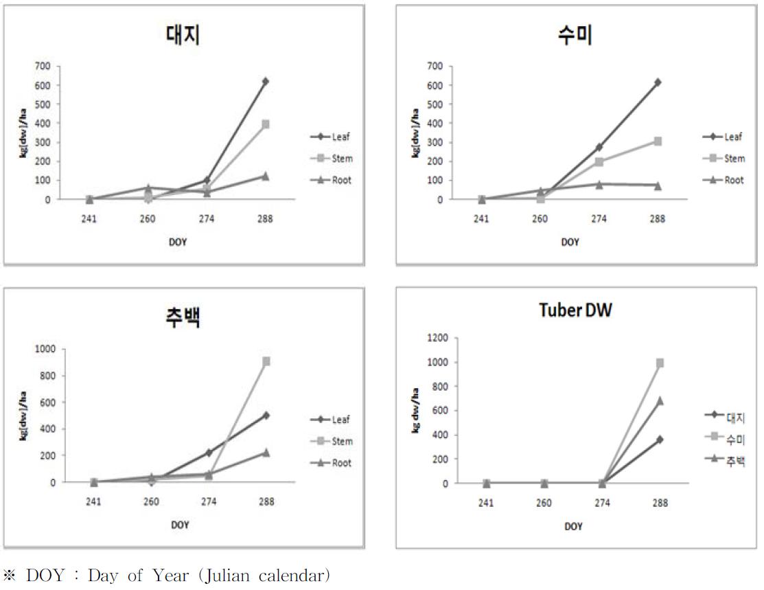 가을재배시 각 품종의 부위별 건물중 변화 및 괴경 발달