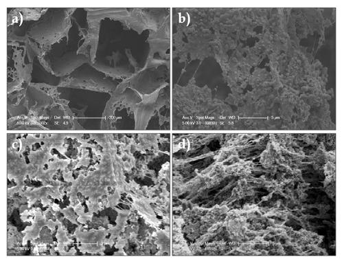 SEM micrographs of the longitudinal section of the PCL/BCP hybrid scaffolds depending on the BCP content: (a) M-0, (b) M-1, (c) M-2 and (d) M-3.