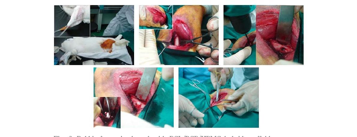 Rabbit femur implanted with PCL/BCP/HPMC hybrid scaffold.