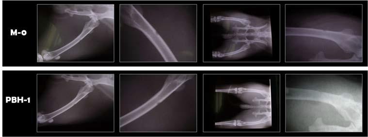 Images of the X-ray analysis.