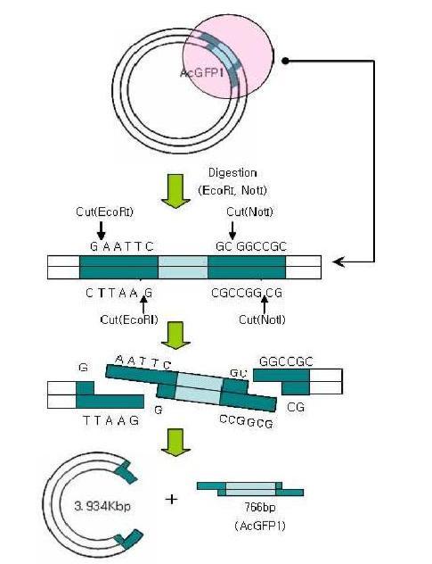 GFP가 발현되는 AcGFP1 DNA 분리 과정