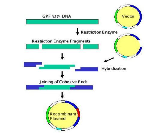 GFP 발현 Recombinant Plasmid의 조제