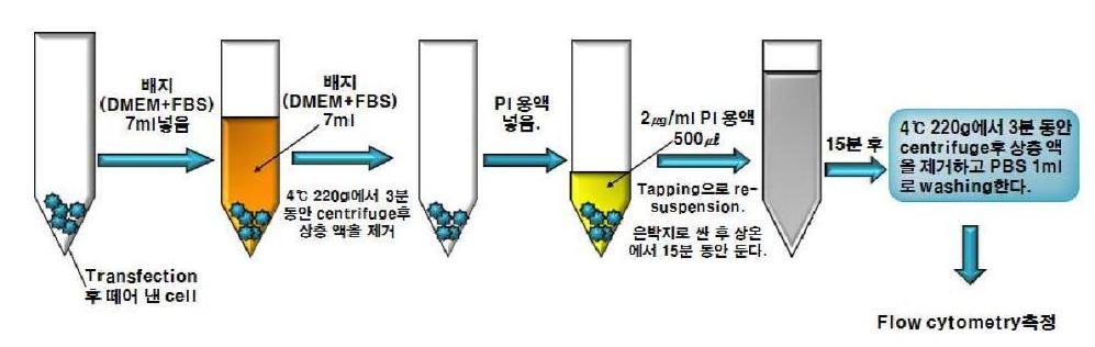 GFP 발현된 세포의 PI 염색 과정